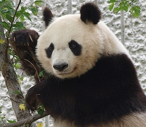 Panda powered // image source opencage.info